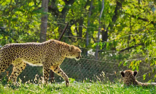 Omaha's Henry Doorly Zoo and Aquarium