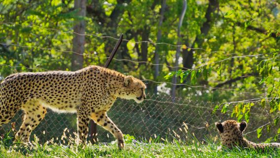 Omaha's Henry Doorly Zoo and Aquarium