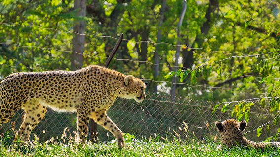 Omaha's Henry Doorly Zoo and Aquarium