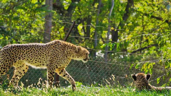 오마하스 헨리 둘리 주 앤드 아쿼리엄