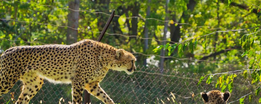 오마하스 헨리 둘리 주 앤드 아쿼리엄