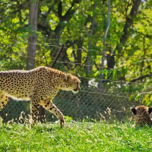 Omaha's Henry Doorly Zoo and Aquarium