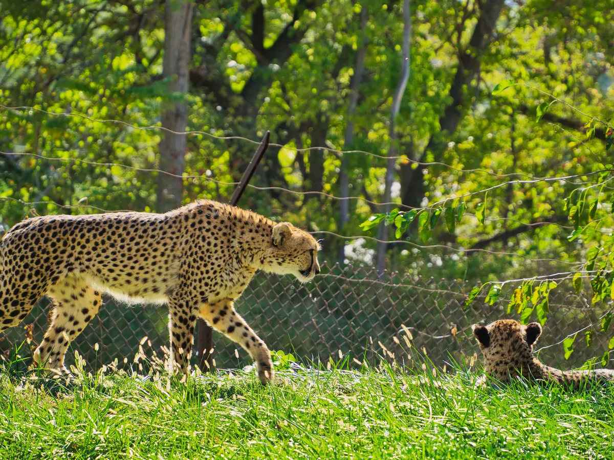 Omaha's Henry Doorly Zoo and Aquarium