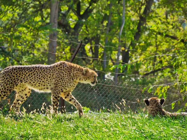 Omaha's Henry Doorly Zoo and Aquarium
