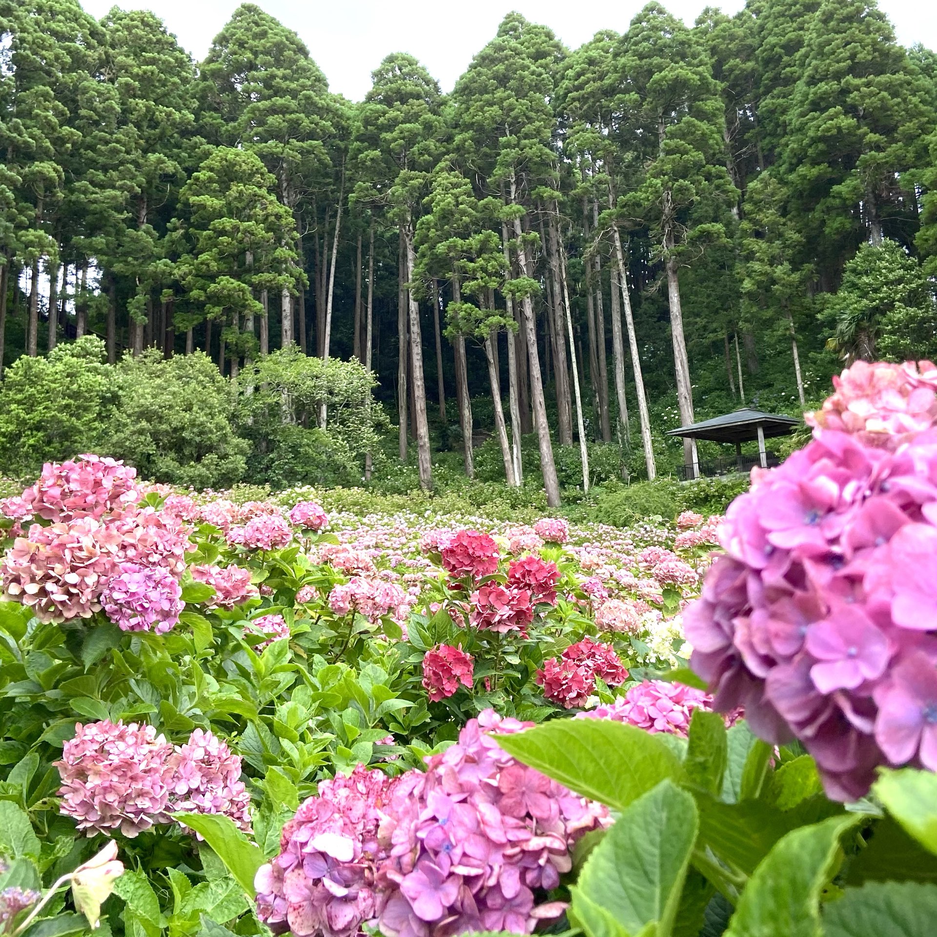 千葉 服部農園あじさい屋敷 Trip Com 茂原の旅のブログ