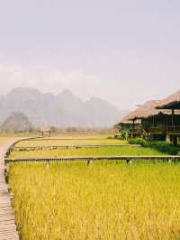 Floating on the rice field 