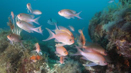 Xiamen Underwater World