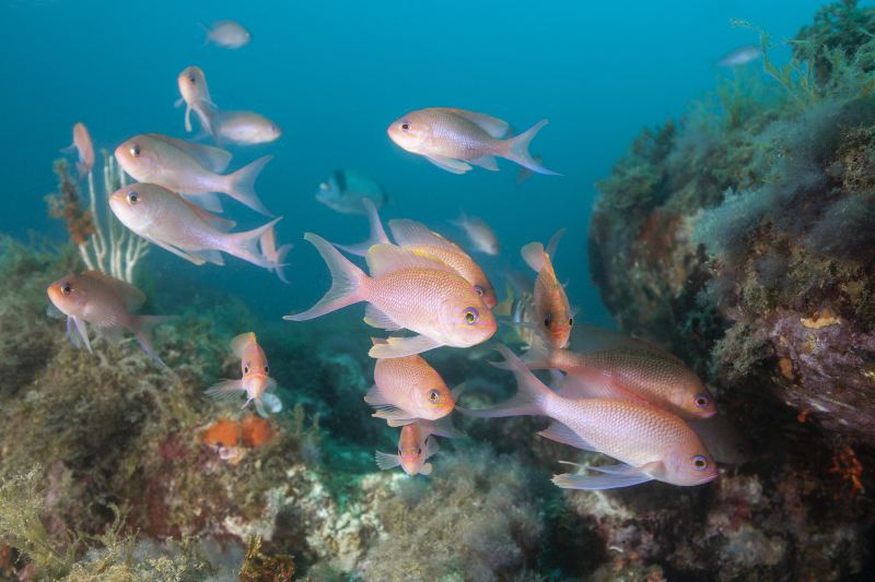 Grandview Aquarium