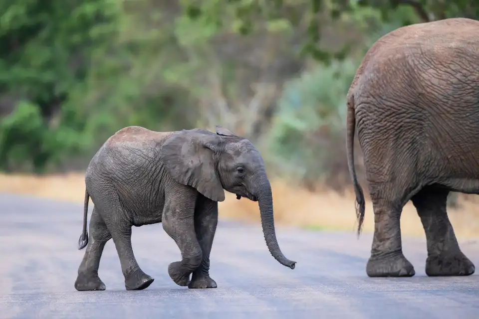 4_Kruger National Park