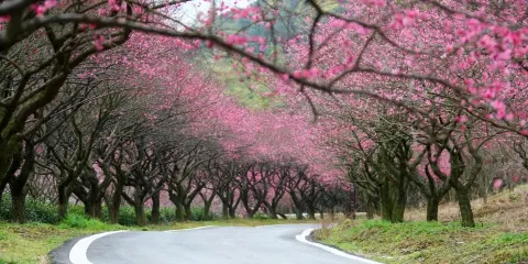 長興古森林博物園