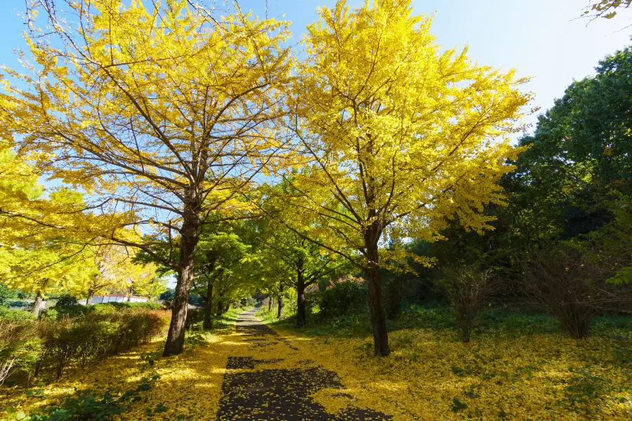 興隆公園