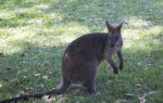 Phillip Island Nature Parks