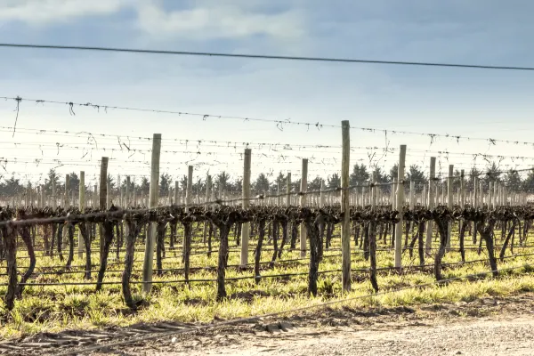 Vé máy bay giá rẻ của IndiGo đi Bordeaux