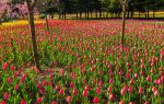 Luoyang Tulip and Peony Park