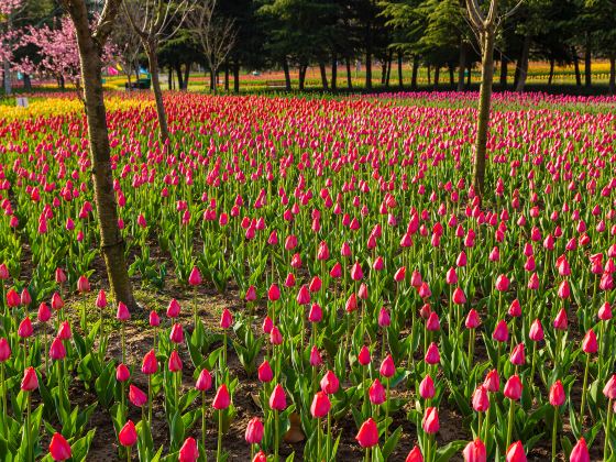 洛陽チューリップ牡丹公園