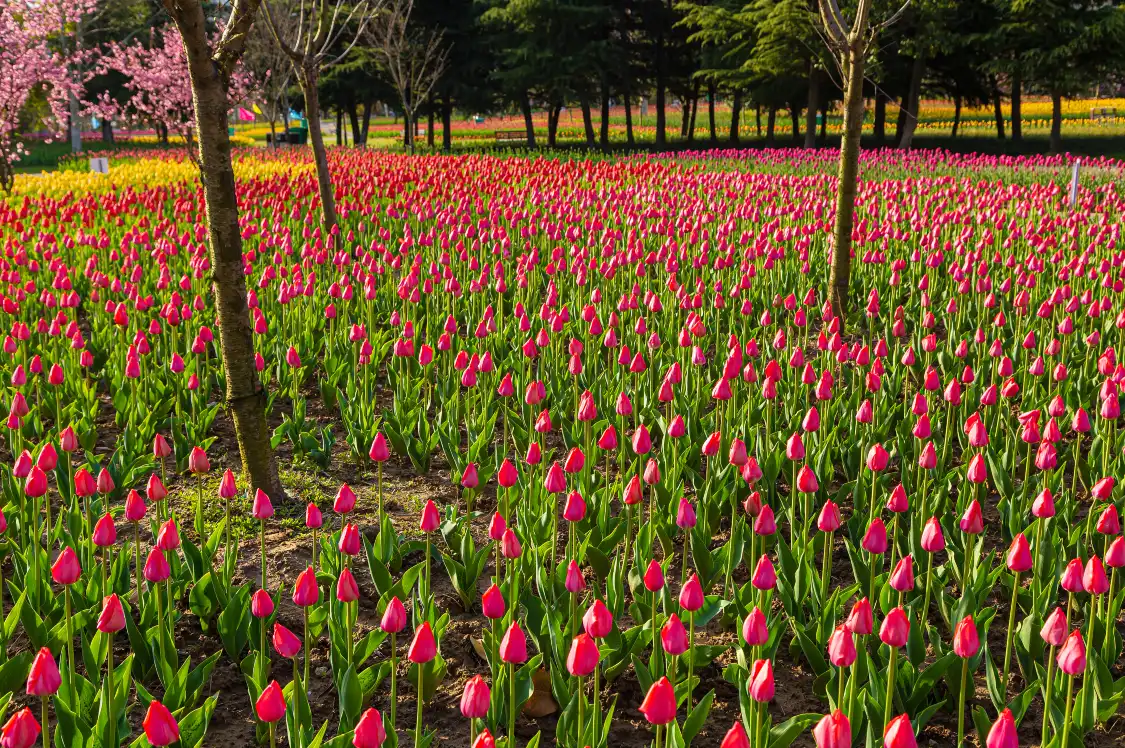 Hotels near Luoyang Tulip and Peony Park