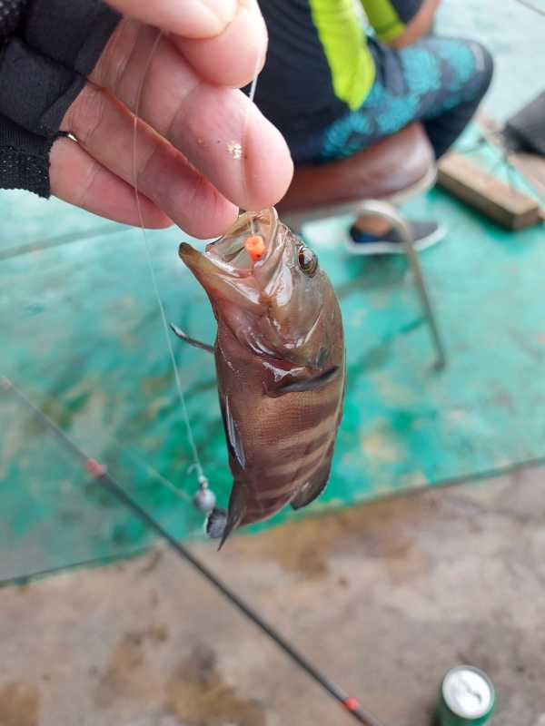 釣魚好去處】 西貢魚排推介輕鬆享受夏日釣魚樂遊記攻略-Trip.com遊玩攻略