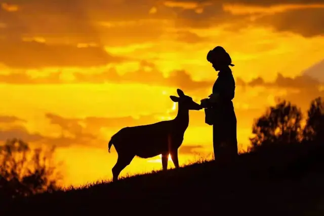 Sika Deer Feeding in Chifeng