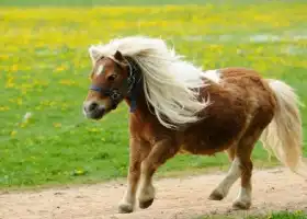 長沙飛鳥樂園