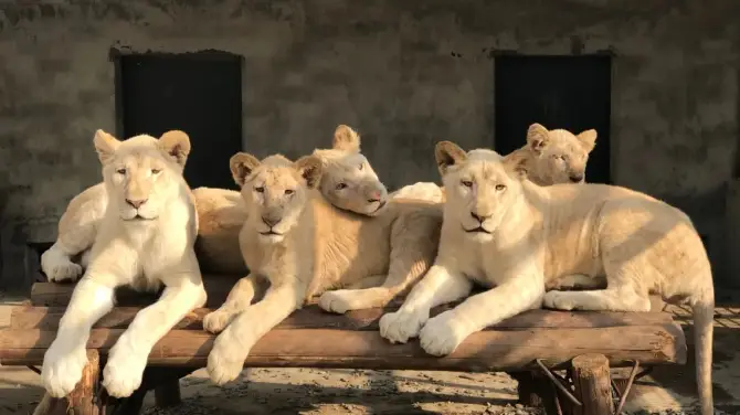 4_湖南常德野生動物世界