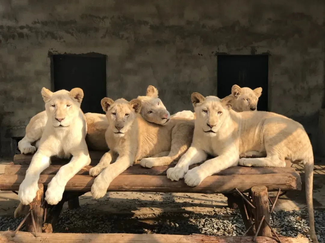 4_湖南常德野生動物世界