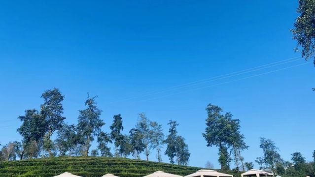 Dadi Tea Sea Camping Site