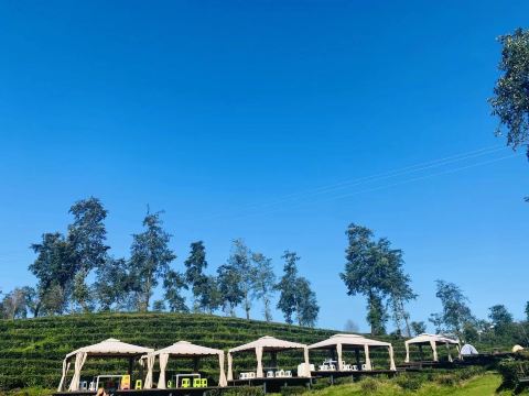 Dadi Tea Sea Camping Site