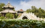 Ancient Lotus Flower Pond