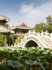 Ancient Lotus Flower Pond