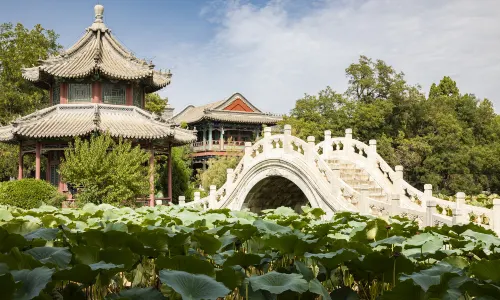 Ancient Lotus Flower Pond