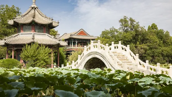 Ancient Lotus Flower Pond