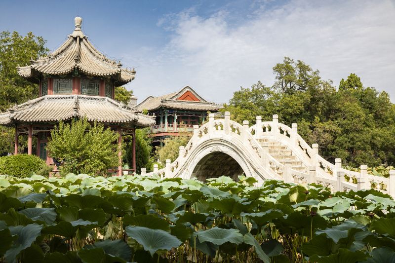 Ancient Lotus Flower Pond