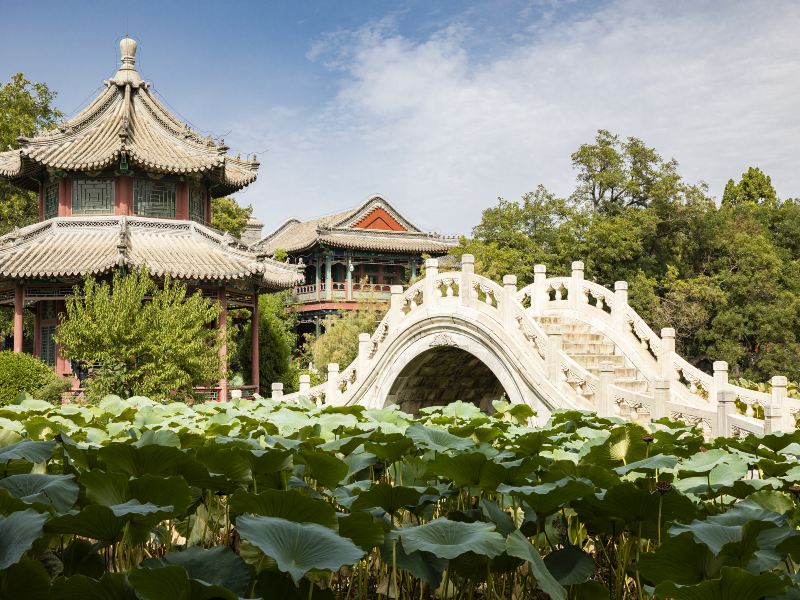 Ancient Lotus Flower Pond