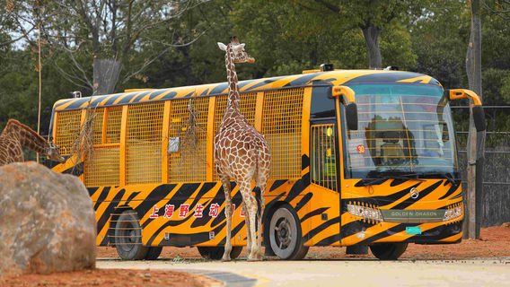 Shanghai Wild Animal Park-Car Entry Area