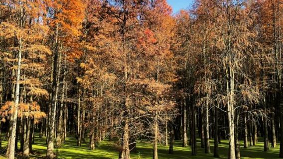 Metasequoia Water Forest Park