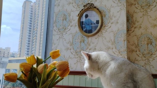 Meow Manor · Alpaca · Call Duck · Mini Pig · Cat Café · Dog Café (Chaoyang Xiguan Branch)