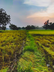 Foresta di Bamra-Gangpur