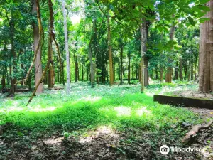 Conolly's Plot Ecotourism Centre Nilambur