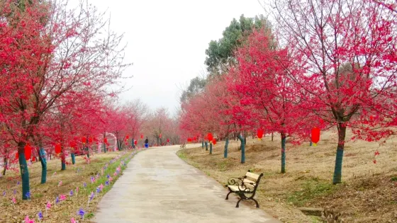常德櫻花園