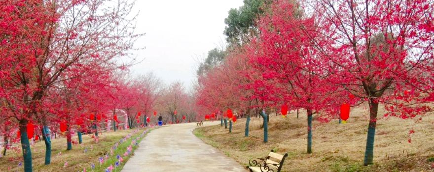 Changde Cherry Blossom Garden