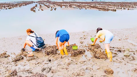 Beach Treasure Hunting in Xiamen attraction in Xiamen