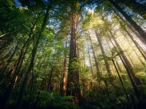 Redwoods – Whakarewarewa Forest