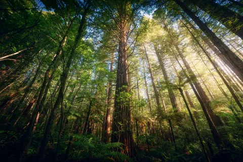 Redwoods – Whakarewarewa Forest