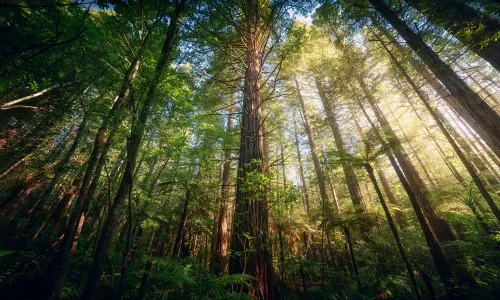 Redwoods – Whakarewarewa Forest