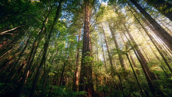 Redwoods – Whakarewarewa Forest