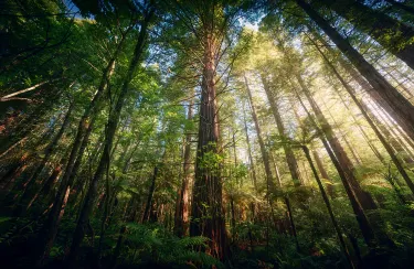 Redwoods – Whakarewarewa Forest