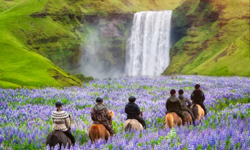 Horse Riding in Iceland
