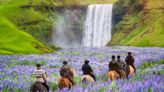 Horse Riding in Iceland