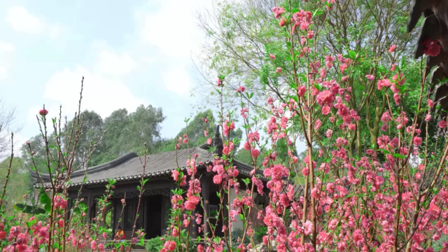 The Second Landscape Peach Blossom Festival of Nanning Garden Expo Park | Nanning