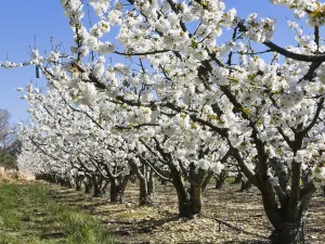 Provence